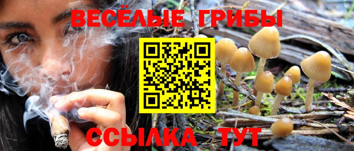 Псилоцибиновые грибы Psilocybe Павловский Посад